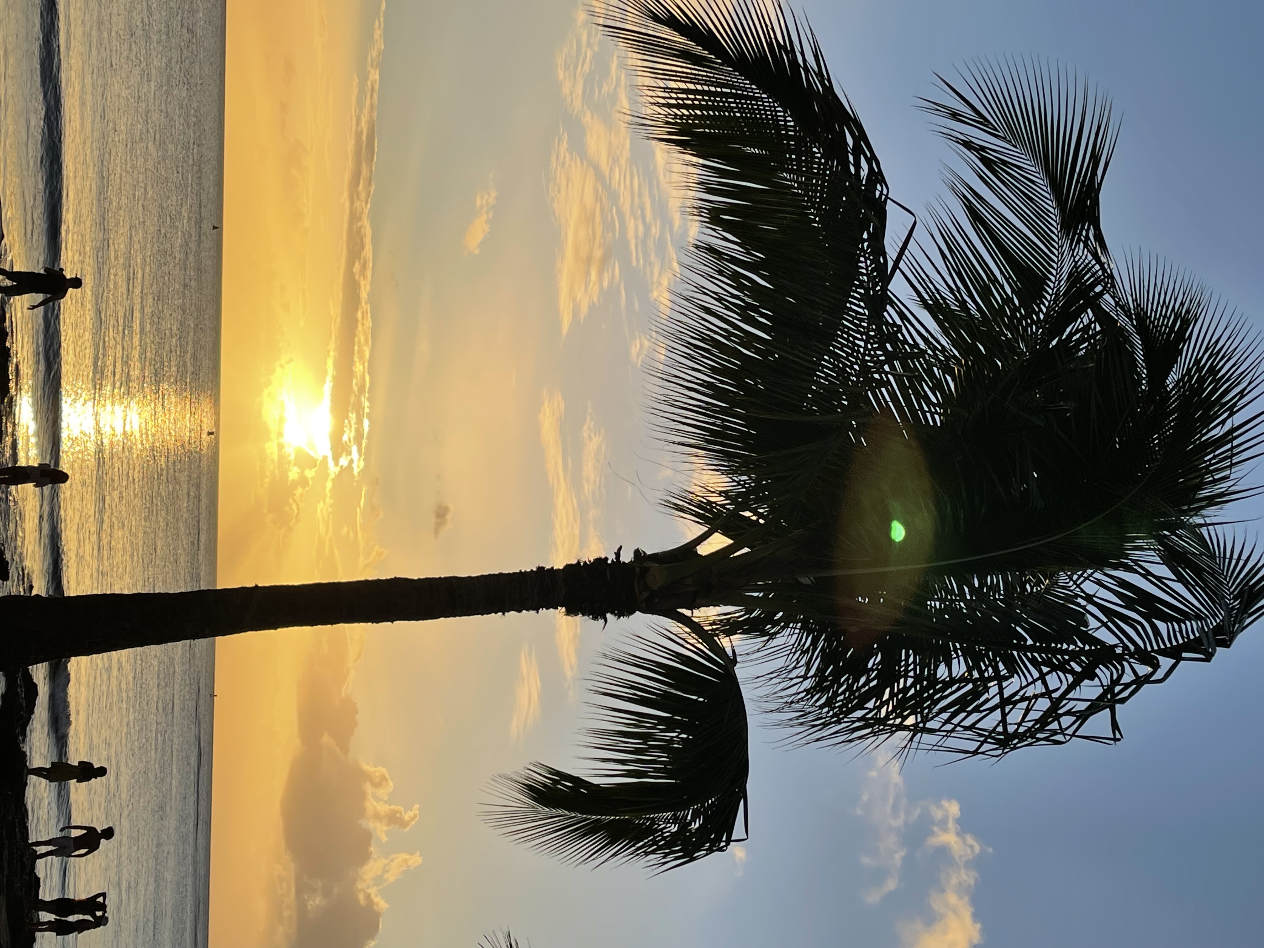 Golden sunset over the ocean with palm tree silhouette, Oahu